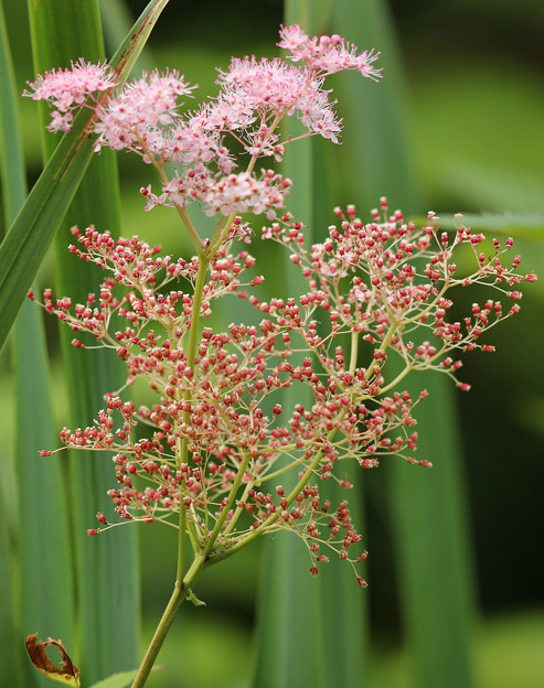 Filipendula palmata `Rosa Schleier`